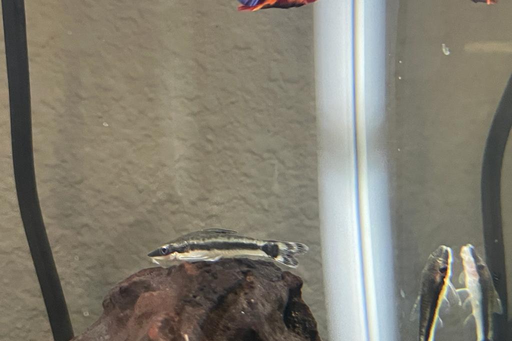 Dwarf Sucker / Otocinclus cocama 11