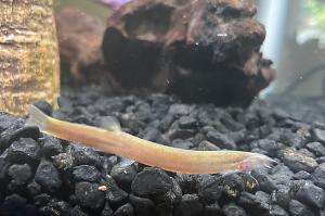 Golden Kuhli Loach  Thumbnail