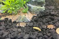 Corydoras panda Thumbnail