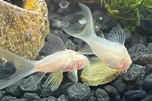 Albino Aeneus Cory Cat Thumbnail