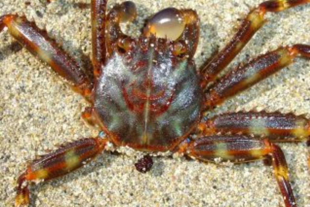 Sally Lightfoot Crab