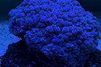 Bubble coral Thumbnail