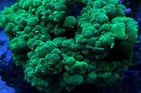 Bubble coral Thumbnail