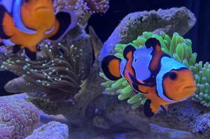 Gladiator Clownfish Thumbnail