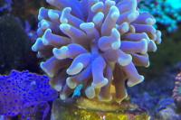 Hammer coral Thumbnail