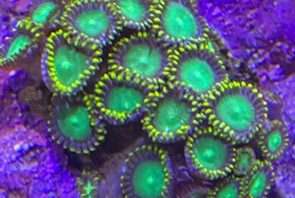 Radioactive Dragon Eye Zoa