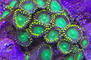 Radioactive Dragon Eye Zoa Thumbnail