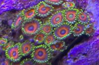 Eagle Eye Zoa