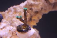 Birdsnest Coral Thumbnail