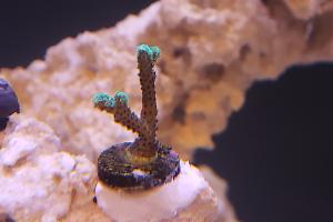 Birdsnest Coral Thumbnail