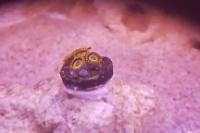 Fruit Loop Zoanthid Thumbnail