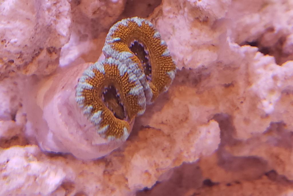 Big Polyp Blastomussa Coral