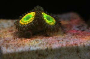 Rasta Zoa Thumbnail