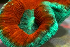 Trachyphyllia Brain Coral Thumbnail