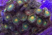 Incredibles Zoa