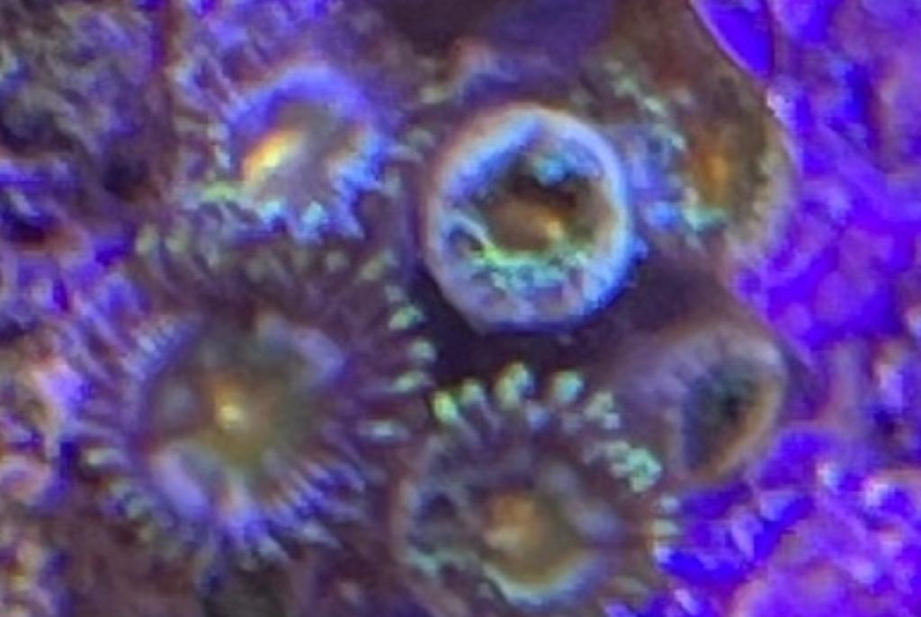 Captain America Zoa