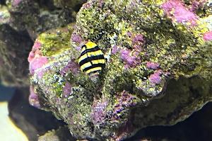 Bumble Bee Snail Thumbnail