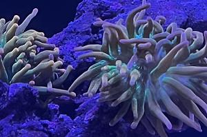 Rainbow Bubble tip Anemone Thumbnail