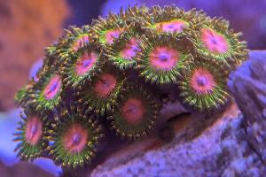 Awesome Blossom Zoa Thumbnail