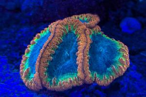 Blastomussa Coral Thumbnail