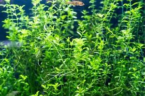 Pearlweed