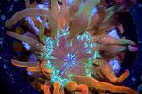 Collectors 50/50 Nexus Bubble Tip Anemone DS Thumbnail