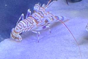 Tiger Pistol Shrimp Thumbnail