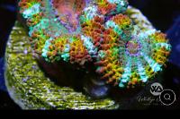 Brazen Rainbow Acan Thumbnail