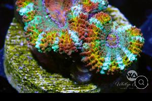 Brazen Rainbow Acan