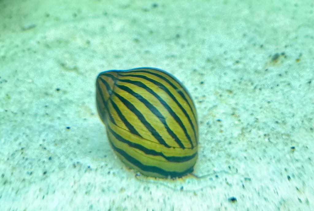 Zebra Nerite