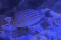 striped surgeonfish