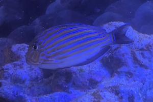 striped surgeonfish Thumbnail