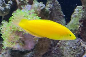 Yellow Coris Wrasse Thumbnail