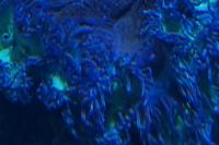 Elegance coral Thumbnail