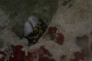 Snowflake Eel Thumbnail