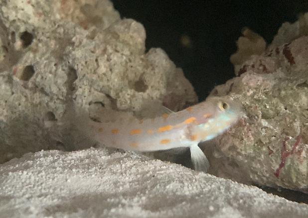 Diamond Watchman Goby