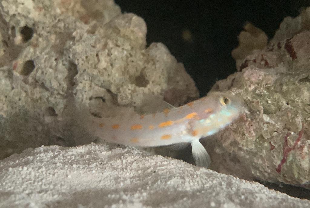 Diamond Watchman Goby