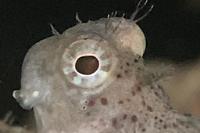 Lawnmower Blenny Thumbnail