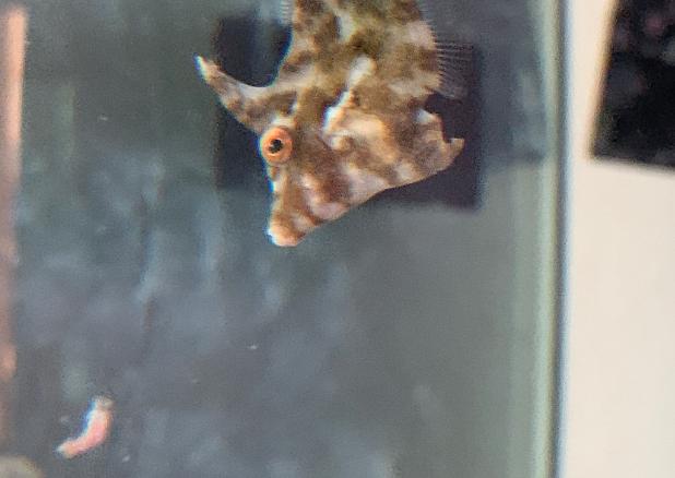 Matted Filefish