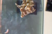 Matted Filefish Thumbnail