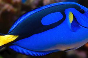 Blue Hippo Tang Thumbnail