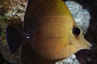 Scopas Tang Thumbnail