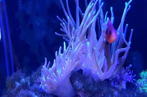 Long Tentacle Anemone Thumbnail