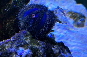 Tuxedo urchin Thumbnail