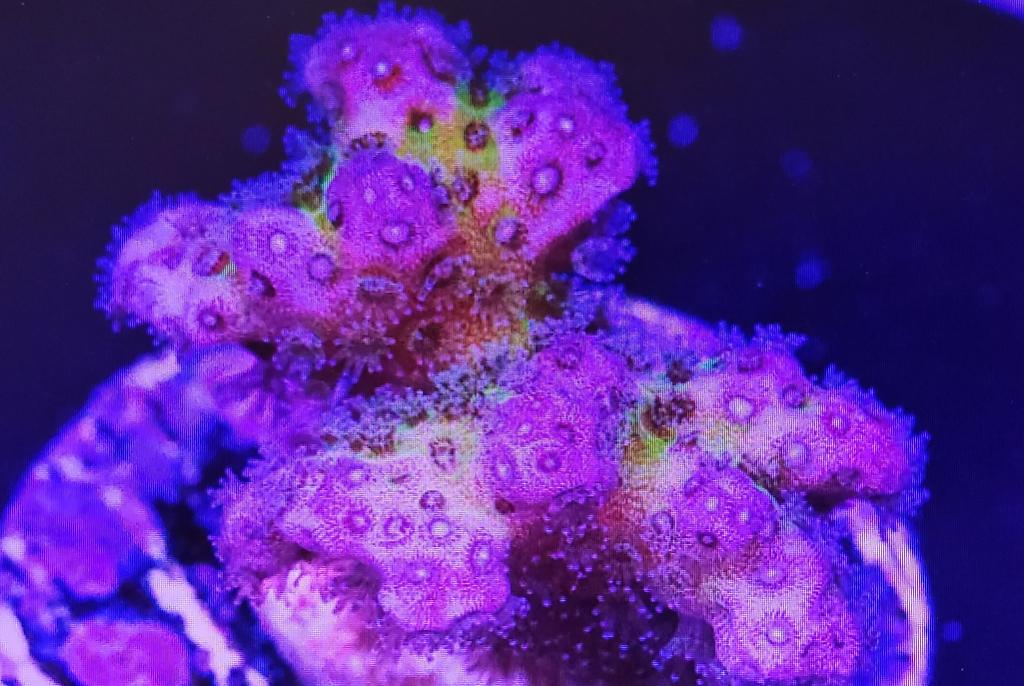 Pocillopora Cauliflower Coral