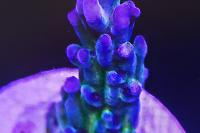 Blueberry Diesel Acropora Thumbnail