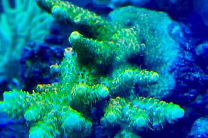 Acropora Millepora Thumbnail