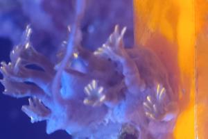 Rainbow Clove Polyps Thumbnail