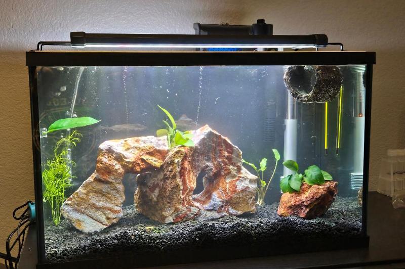 Betta Tank Thumbnail