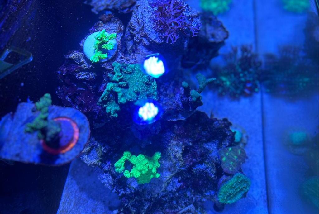 Reeftank  on 2024-09-04T21:35:25.965037Z[GMT]